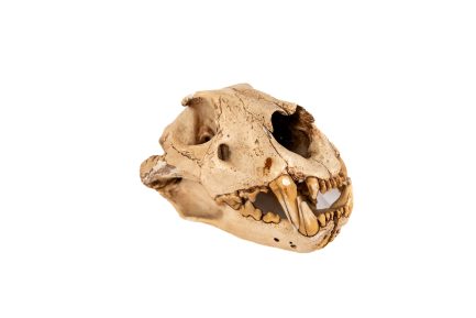 Prehistoric Carnivore Saber-Toothed Cat Resin Skull Replica